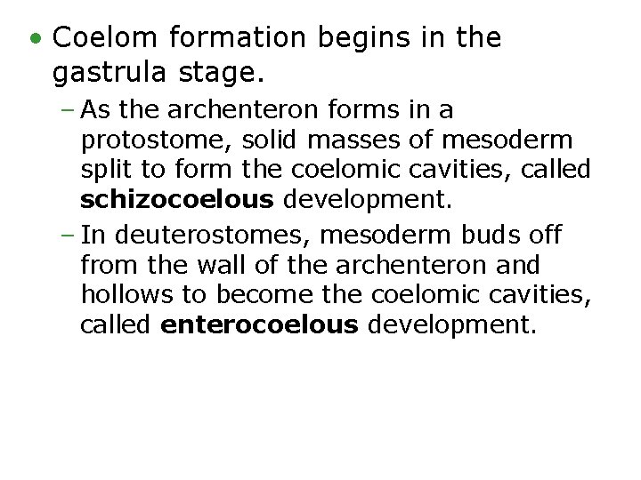  • Coelom formation begins in the gastrula stage. – As the archenteron forms