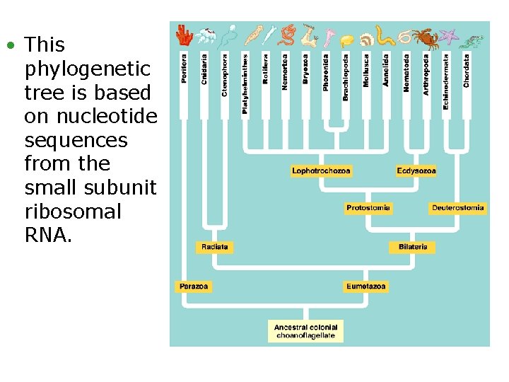  • This phylogenetic tree is based on nucleotide sequences from the small subunit