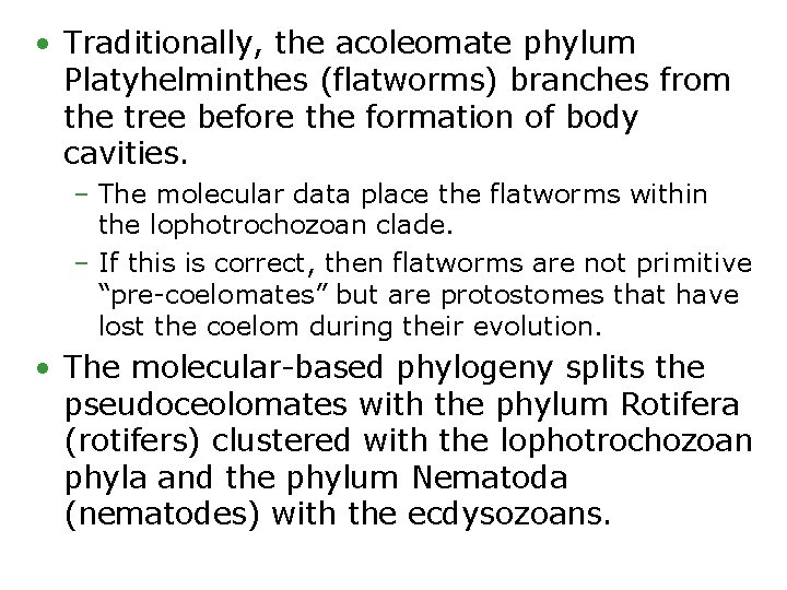  • Traditionally, the acoleomate phylum Platyhelminthes (flatworms) branches from the tree before the