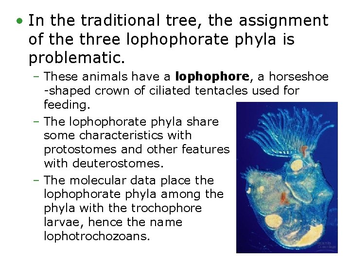  • In the traditional tree, the assignment of the three lophophorate phyla is