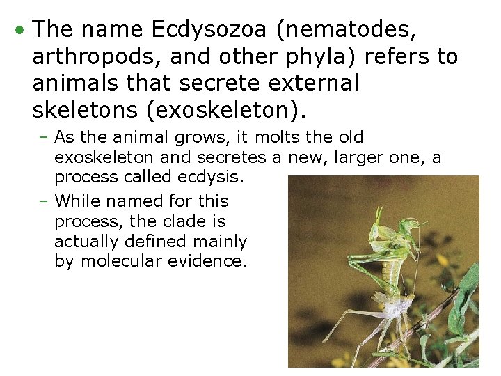  • The name Ecdysozoa (nematodes, arthropods, and other phyla) refers to animals that