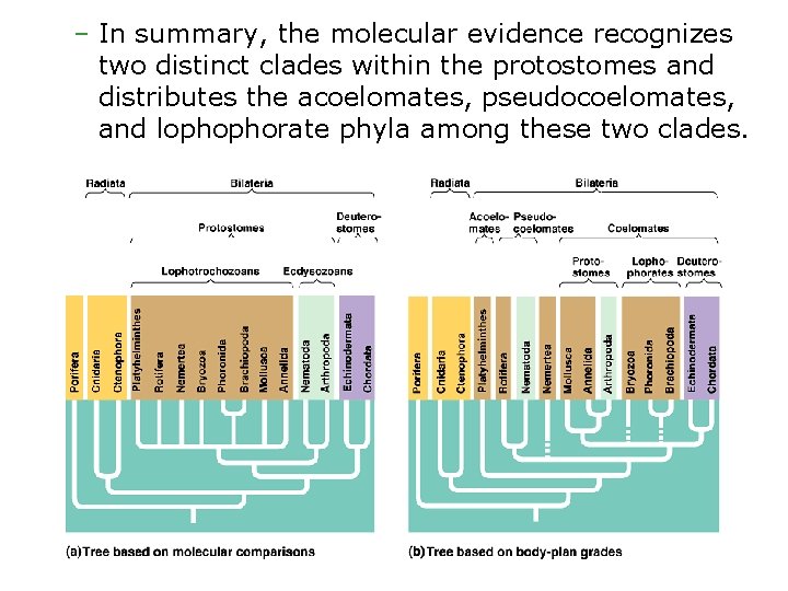 – In summary, the molecular evidence recognizes two distinct clades within the protostomes and