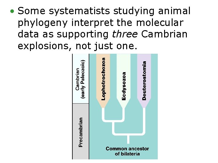  • Some systematists studying animal phylogeny interpret the molecular data as supporting three