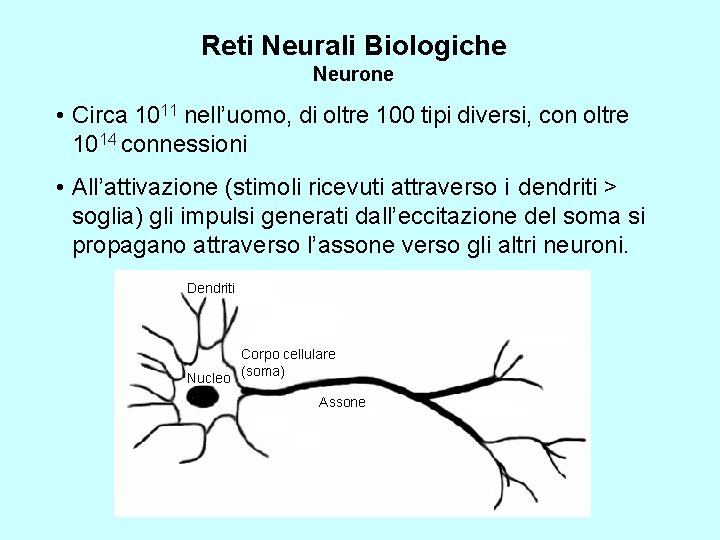 Reti Neurali Biologiche Neurone • Circa 1011 nell’uomo, di oltre 100 tipi diversi, con