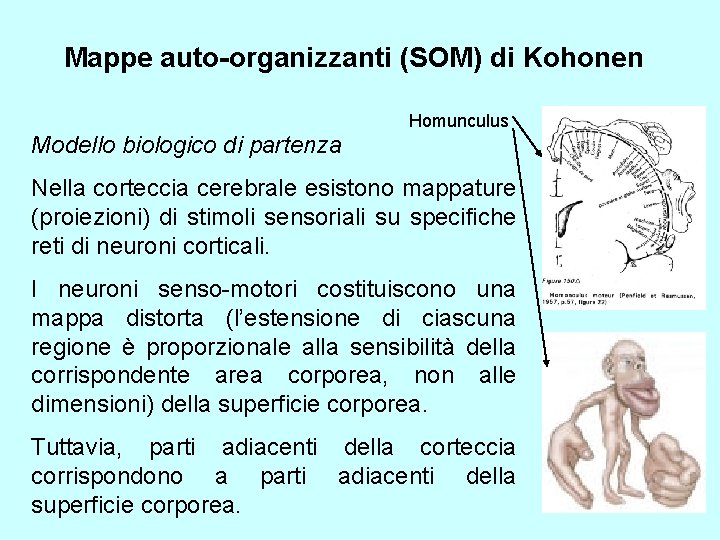 Mappe auto-organizzanti (SOM) di Kohonen Homunculus Modello biologico di partenza Nella corteccia cerebrale esistono