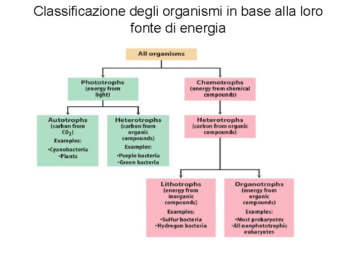 Classificazione degli organismi in base alla loro fonte di energia 