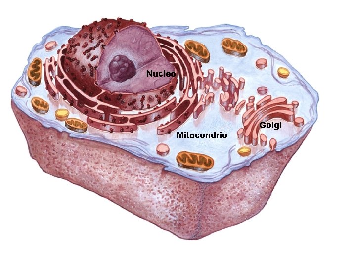Struttura della cellula Nucleo Golgi Mitocondrio 