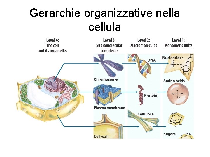 Gerarchie organizzative nella cellula 
