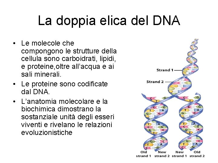 La doppia elica del DNA • Le molecole che compongono le strutture della cellula