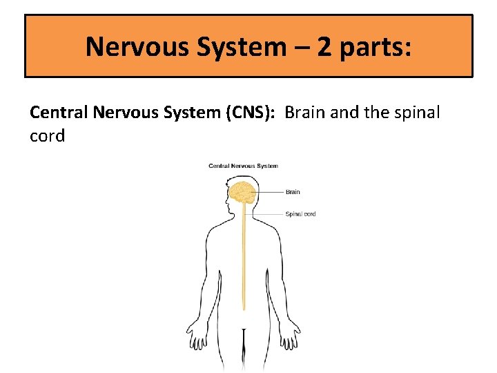 Nervous System – 2 parts: Central Nervous System (CNS): Brain and the spinal cord