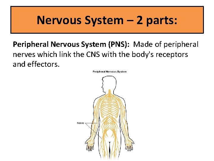 Nervous System – 2 parts: Peripheral Nervous System (PNS): Made of peripheral nerves which