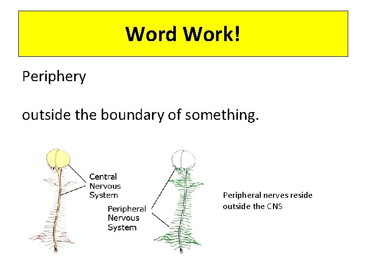 Word Work! Periphery outside the boundary of something. Peripheral nerves reside outside the CNS