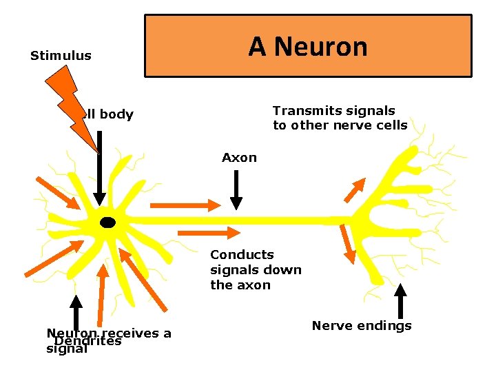 Stimulus A Neuron Transmits signals to other nerve cells Cell body Axon Conducts signals
