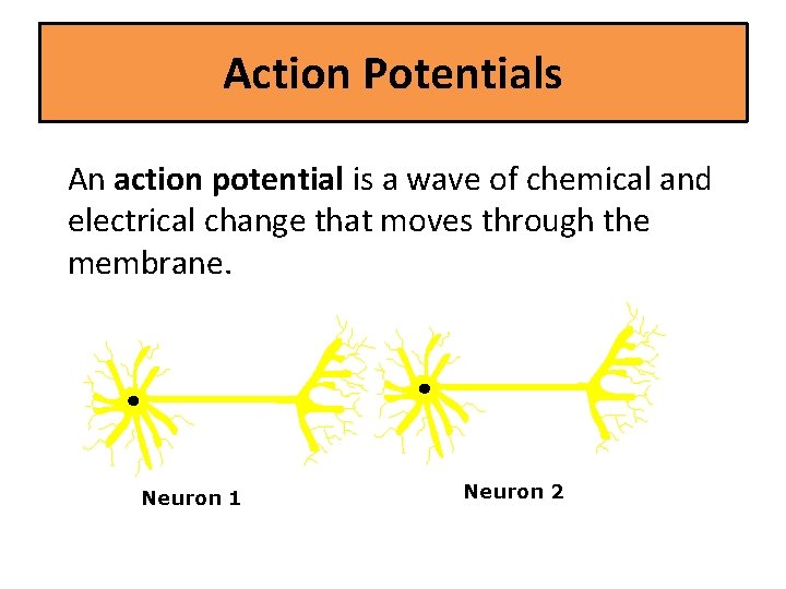 Action Potentials An action potential is a wave of chemical and electrical change that