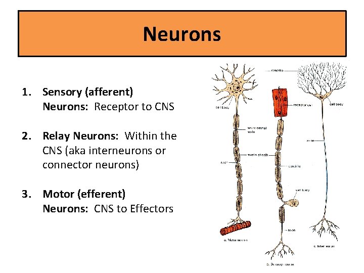 Neurons 1. Sensory (afferent) Neurons: Receptor to CNS 2. Relay Neurons: Within the CNS