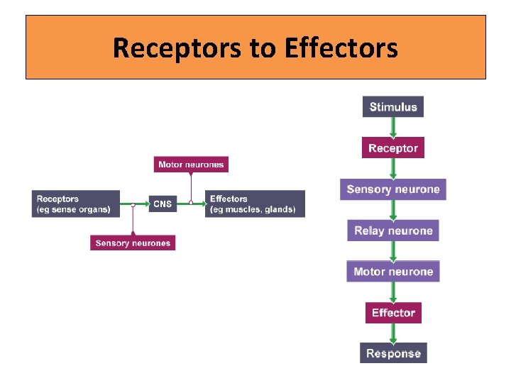 Receptors to Effectors 