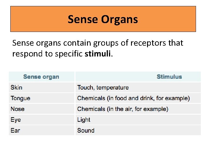 Sense Organs Sense organs contain groups of receptors that respond to specific stimuli. 
