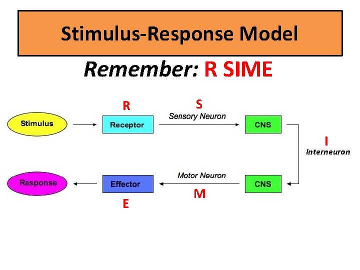 Stimulus-Response Model Remember: R SIME R S I Interneuron E M 