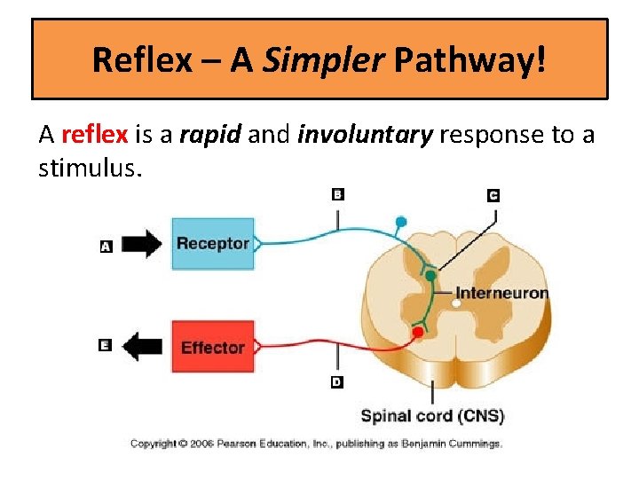 Reflex – A Simpler Pathway! A reflex is a rapid and involuntary response to