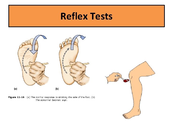 Reflex Tests 