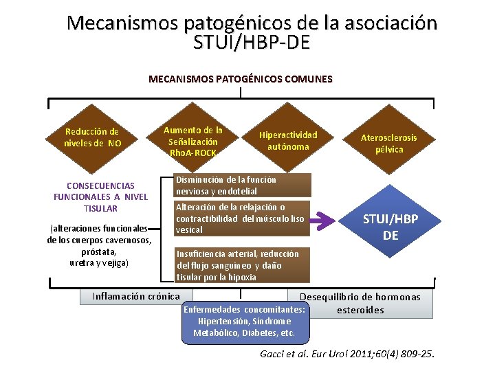 Mecanismos patogénicos de la asociación STUI/HBP-DE MECANISMOS PATOGÉNICOS COMUNES Reducción de niveles de NO