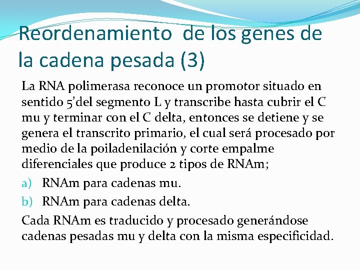 Reordenamiento de los genes de la cadena pesada (3) La RNA polimerasa reconoce un