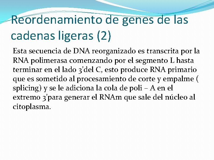Reordenamiento de genes de las cadenas ligeras (2) Esta secuencia de DNA reorganizado es