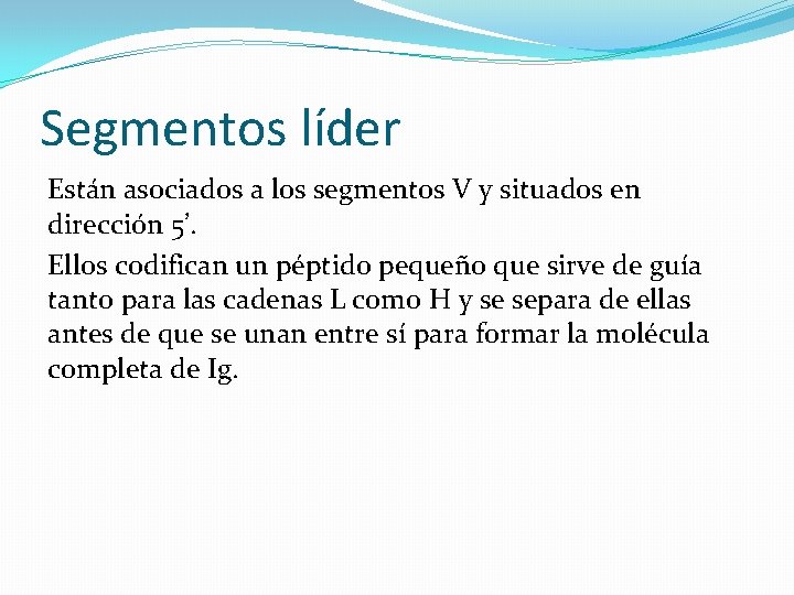 Segmentos líder Están asociados a los segmentos V y situados en dirección 5’. Ellos