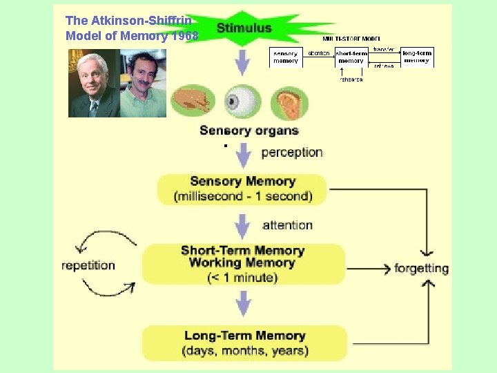 The Atkinson-Shiffrin Model of Memory 1968 : 