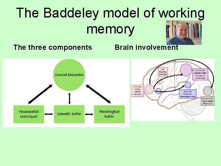 The Baddeley model of working memory The three components Brain involvement 