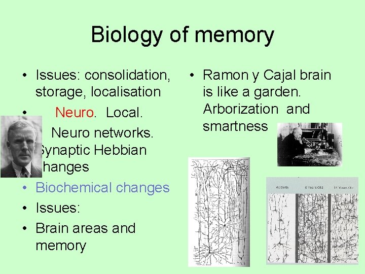 Biology of memory • Issues: consolidation, • Ramon y Cajal brain storage, localisation is