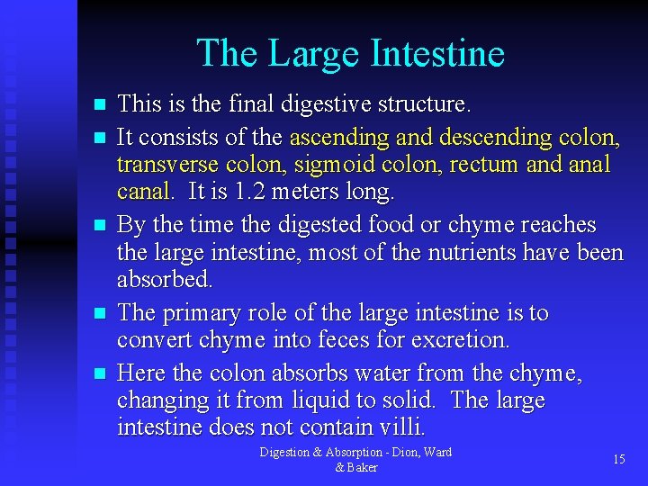 The Large Intestine n n n This is the final digestive structure. It consists