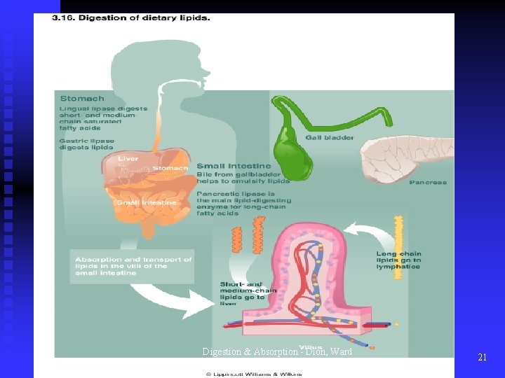 Digestion & Absorption - Dion, Ward & Baker 21 