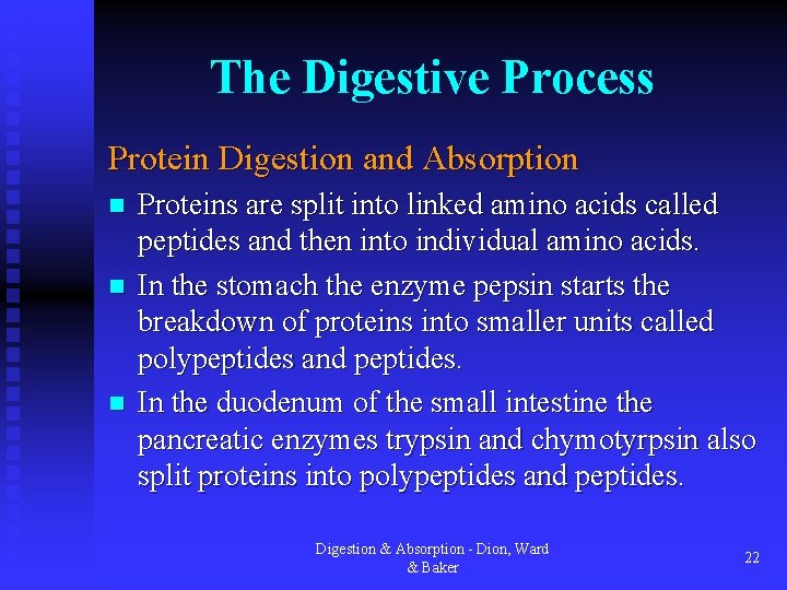 The Digestive Process Protein Digestion and Absorption n Proteins are split into linked amino