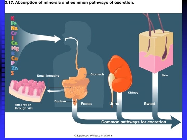 Digestion & Absorption - Dion, Ward & Baker 28 