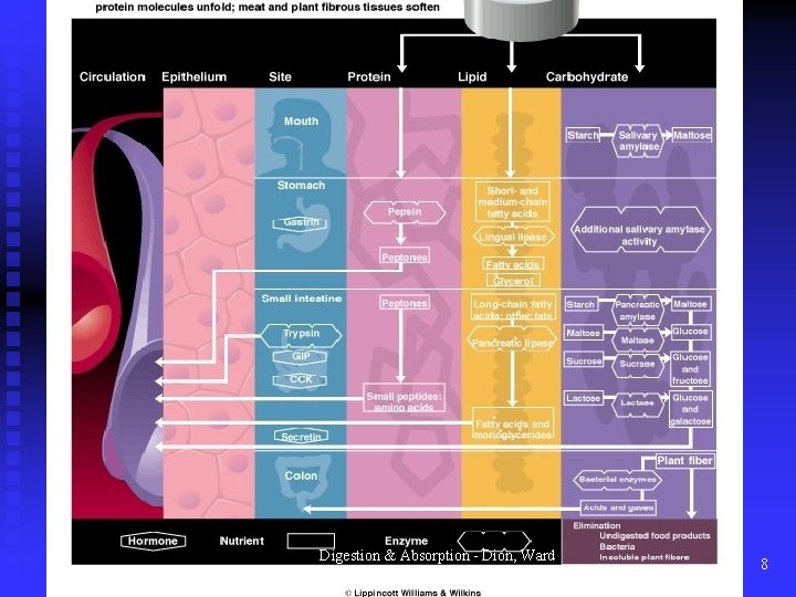 Digestion & Absorption - Dion, Ward & Baker 8 