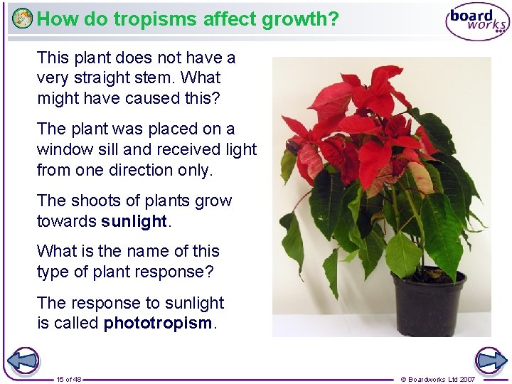 How do tropisms affect growth? This plant does not have a very straight stem.