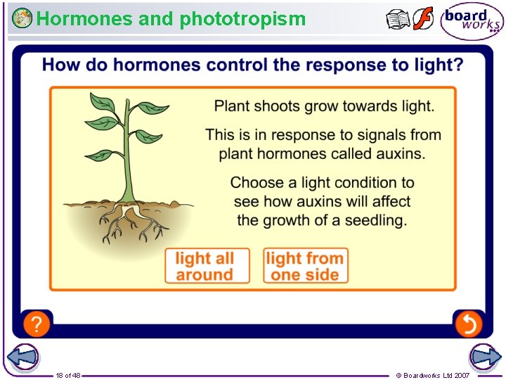 Hormones and phototropism 18 of 48 © Boardworks Ltd 2007 