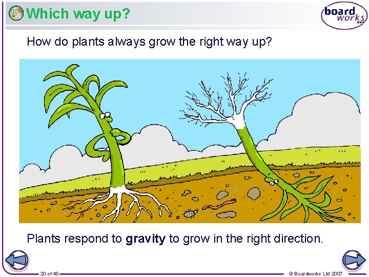 Which way up? How do plants always grow the right way up? Plants respond