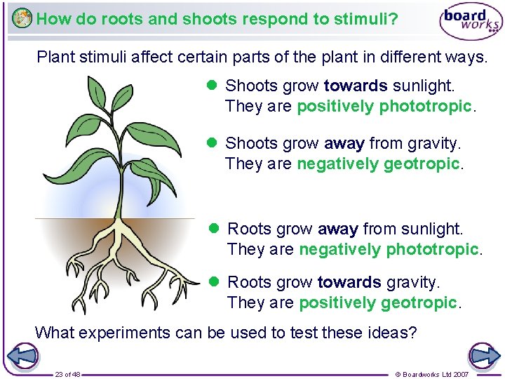 How do roots and shoots respond to stimuli? Plant stimuli affect certain parts of