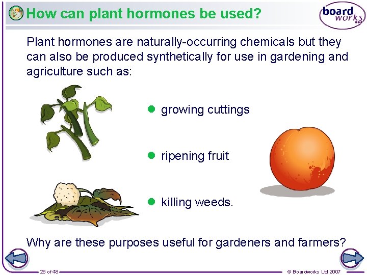 How can plant hormones be used? Plant hormones are naturally-occurring chemicals but they can