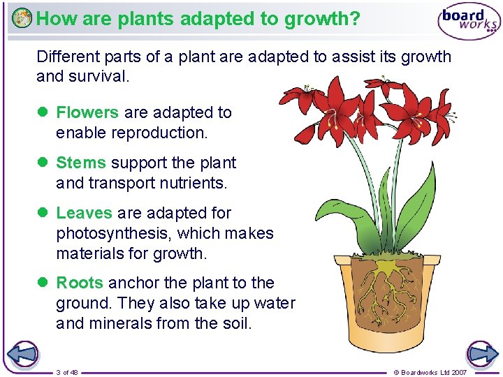 How are plants adapted to growth? Different parts of a plant are adapted to