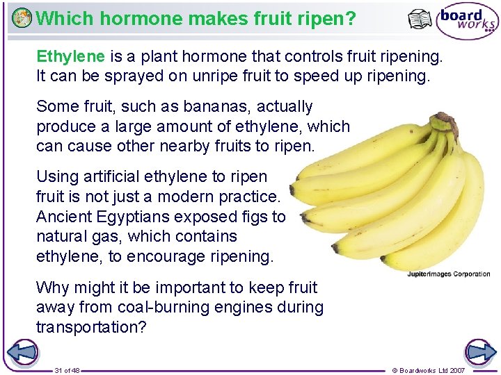 Which hormone makes fruit ripen? Ethylene is a plant hormone that controls fruit ripening.