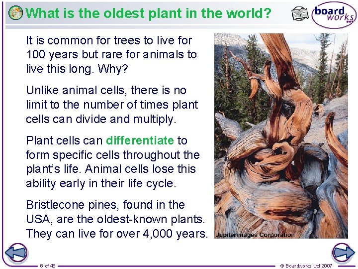What is the oldest plant in the world? It is common for trees to