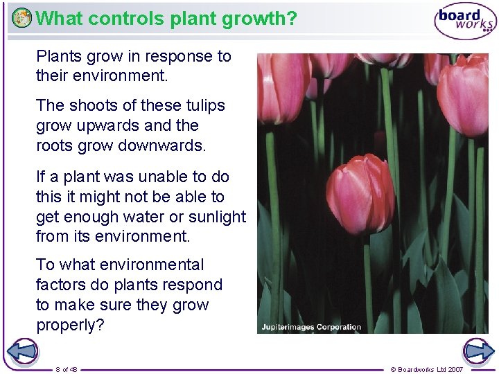 What controls plant growth? Plants grow in response to their environment. The shoots of