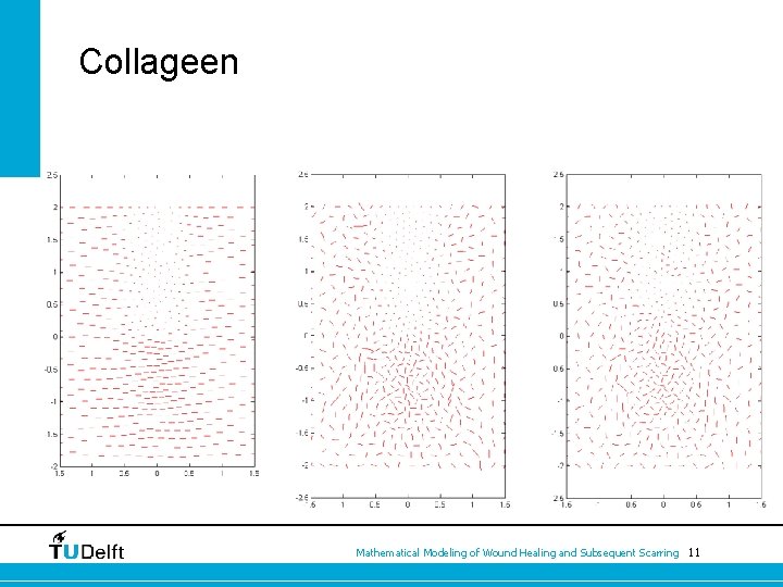 Collageen Mathematical Modeling of Wound Healing and Subsequent Scarring 11 