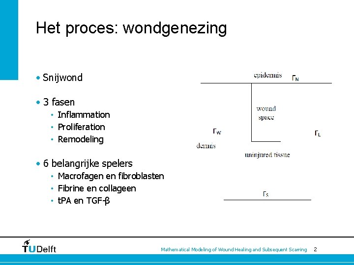 Het proces: wondgenezing • Snijwond • 3 fasen • Inflammation • Proliferation • Remodeling