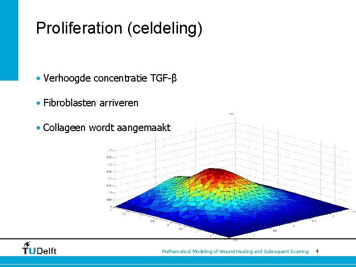 Proliferation (celdeling) • Verhoogde concentratie TGF-β • Fibroblasten arriveren • Collageen wordt aangemaakt Mathematical