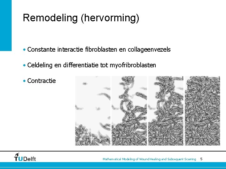 Remodeling (hervorming) • Constante interactie fibroblasten en collageenvezels • Celdeling en differentiatie tot myofribroblasten