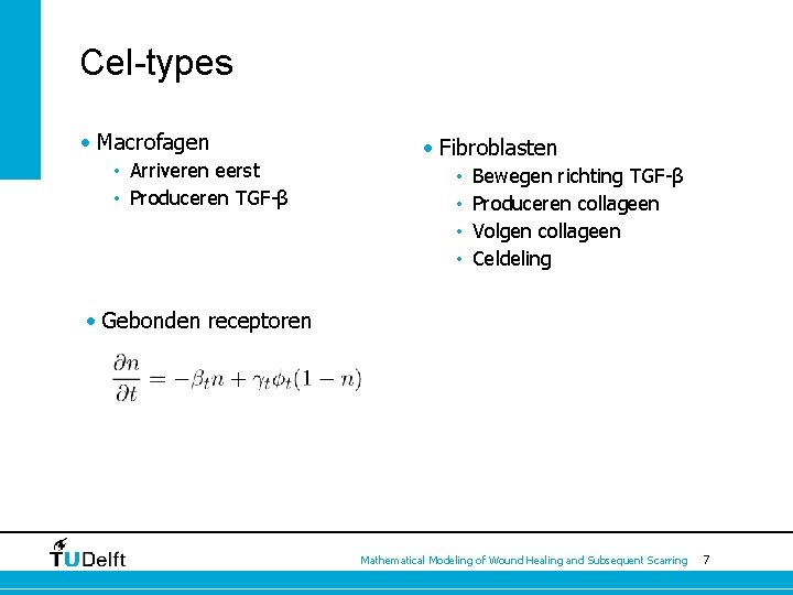 Cel-types • Macrofagen • Arriveren eerst • Produceren TGF-β • Fibroblasten • • Bewegen